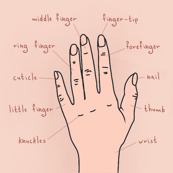 Часть тела на английском: руки